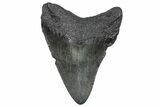 Juvenile Megalodon Tooth - South Carolina #362463-1